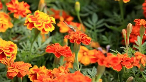 Flowers in the meadow in the sunlight, Orange flower