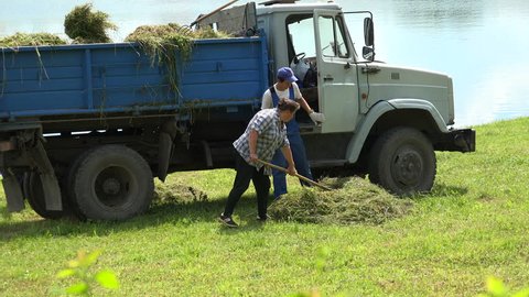 SAINT-PETERSBURG, RUSSIA - JUNE 20, 2014: Woman pitchforks loads of hay in the truck.