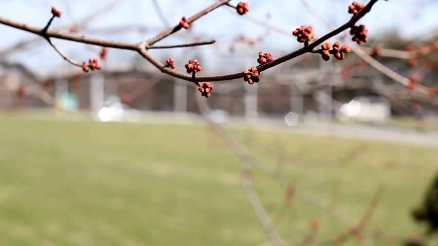 Spring buds start to appear on a tree's branches.