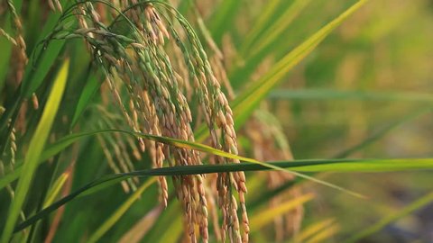 Natural Paddy Field Stock Photo 1269868837 | Shutterstock