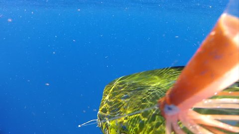 Dolphin Fish (Coryphaena hippurus) in Florida Keys. Underwater footage of Sport fishing in open ocean for pelagic species.