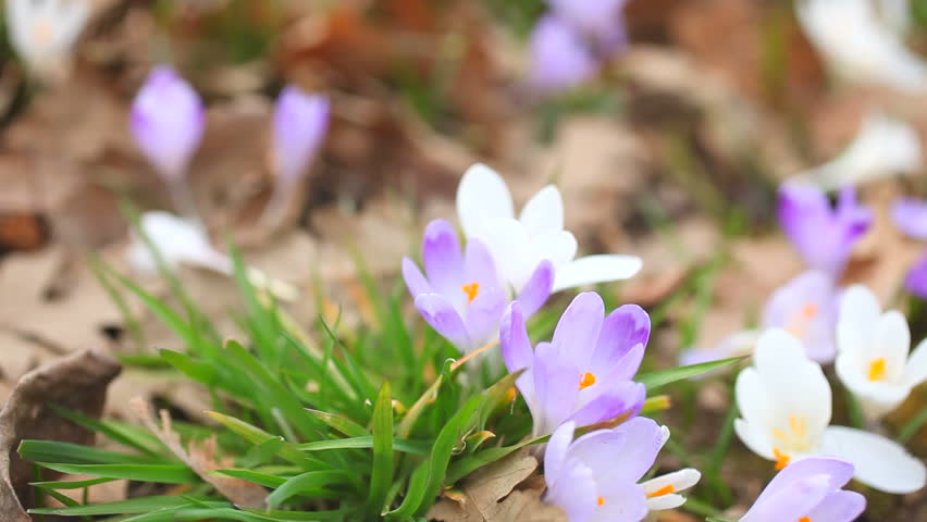 Spring Flowers saffron 01