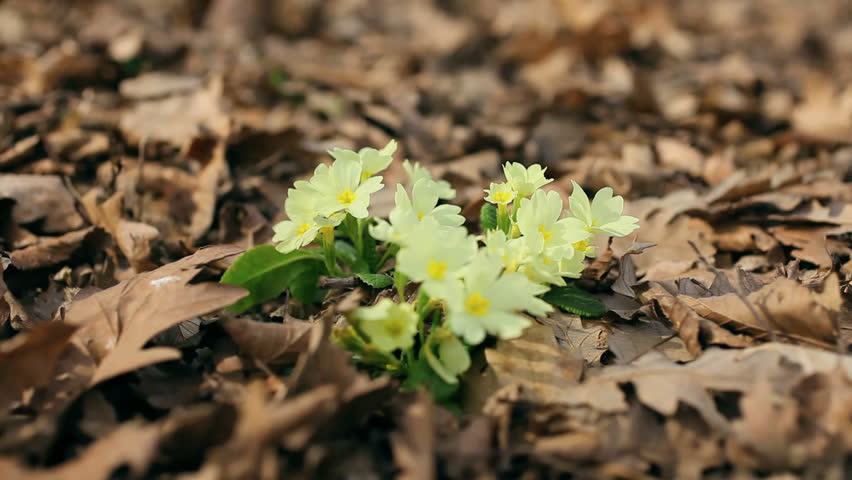 Spring Flowers primrose 04