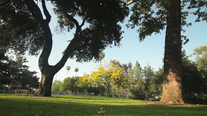 Yellow Tree in Park Dolly Right