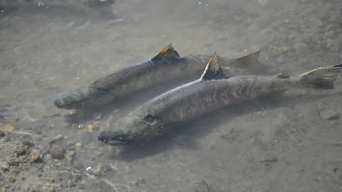 Pair of Migrating Salmon Spawning in stream HD-Video