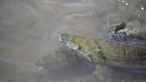 Pair of Migrating Salmon Spawning in stream HD-Video