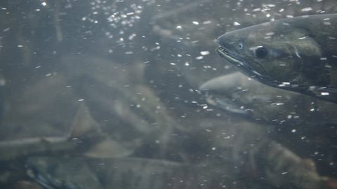 School of Migrating Pacific Salmon Spawning, HD-Video