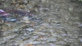 Migrating Sockeye Salmon Spawning in stream HD-Video