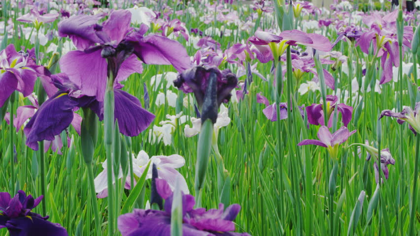 Field Of Iris Flowers Blooming Stock Footage Video 100 Royalty Free Shutterstock