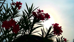 Sunset through flower  silhouettes  video