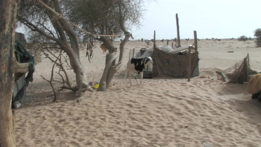 goat in sahara desert
