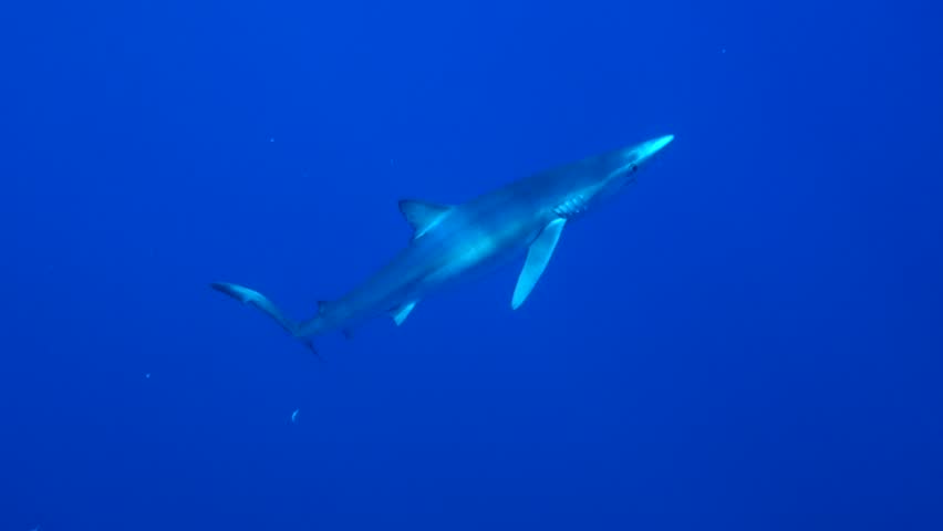 Blue Shark - Prionace glauca image - Free stock photo - Public Domain ...