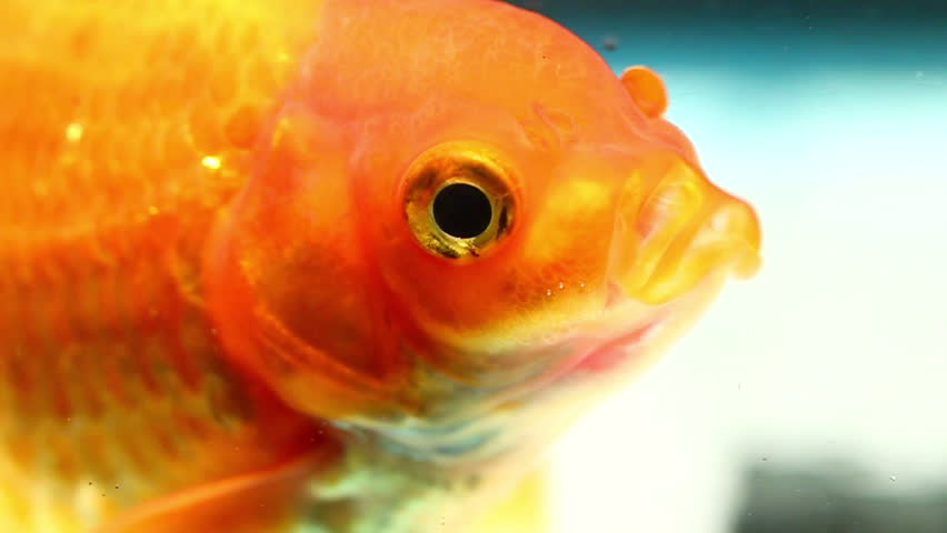 goldfish breathing experiment