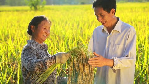 happy Chinese Farmer in autumn rice paddy Stock Video
