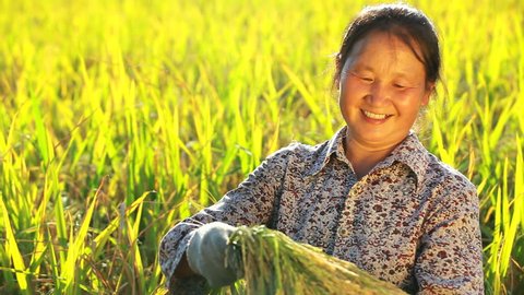 Happy Chinese Farmer Holding Rice Stock Footage Video 100 Royalty Free 6985873 Shutterstock - roblox asian rice farmer decal