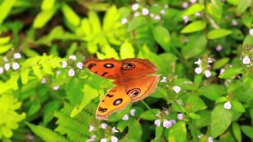 one butterfly on grass