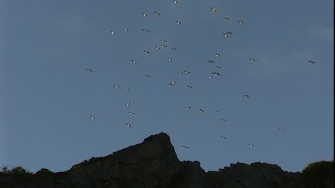 A flock of seagulls float above a mountain ridge