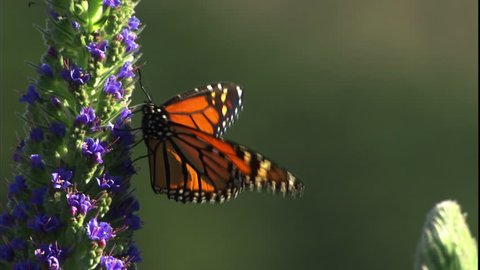 A monarch butterfly walks along a flower and collects pollen