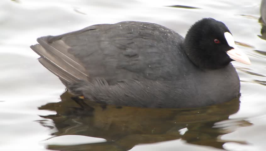 Coot