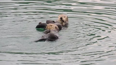 Sea Otters in Cordova Harbor, AK.