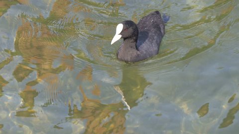 The baby black coot wiggling his head and swimming in the lake then suddenly put his head under the water GH4 4K UHD