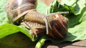 Close-up of snail walking on the leaf, also known as Roman snail, edible snail or escargot.