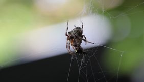 Close up of a spider ea