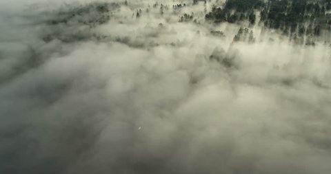 Aerial View: Flight over the Mountains. Altai. Siberia. Flying over the River. Forest Valley. Morning Fog. 4K resolution.