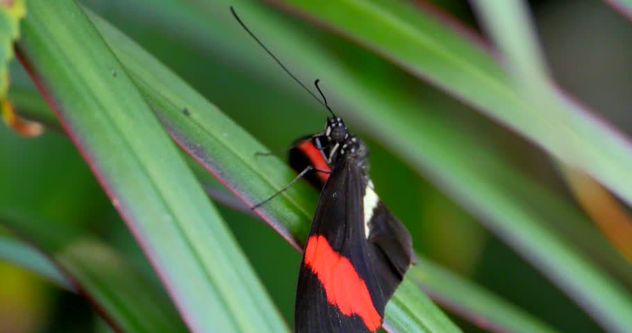 Red, Black and Yellow Butterfly, Macro Shot