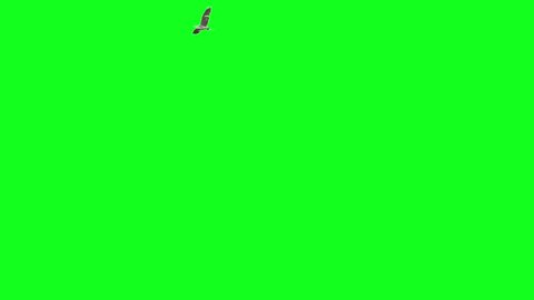 Pack of two big bird flying on green screen. One starts from left goes to right and makes a turn and exits frame from left. One starts from left and end at right side of the frame. 