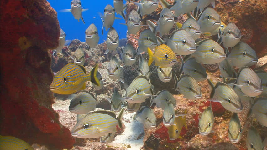 School of cottonwick grunt fish between coral and sponge underwater in the