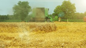 4k video of combine approaching camera. golden wheat field.