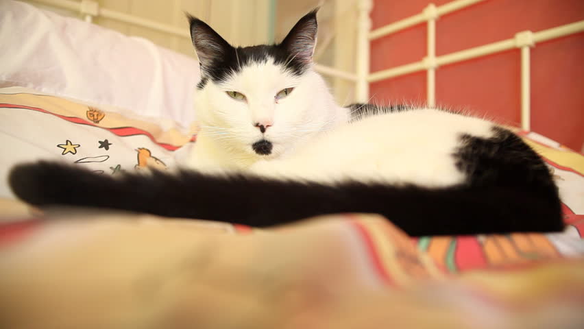 cat posing on bed