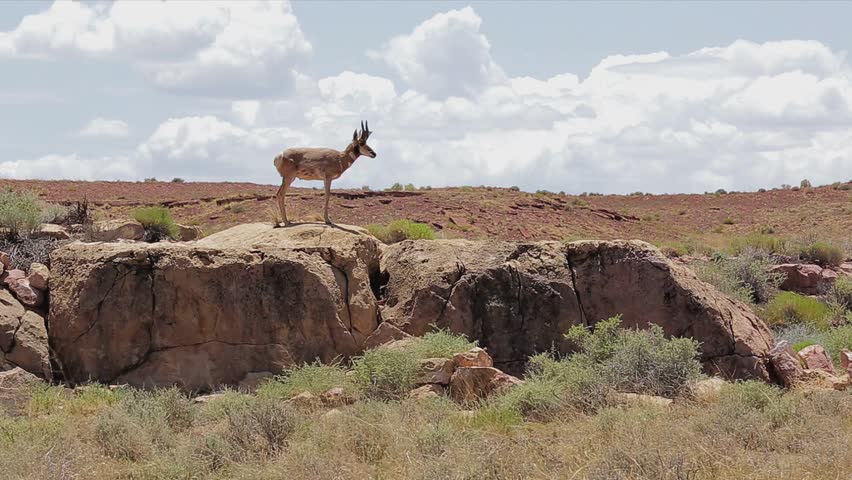 Pronghorn Antelope standing on rock outcropping in Arizona desert