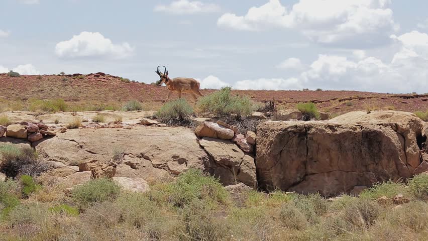Pronghorn Antelope standing on rock outcropping in Arizona desert