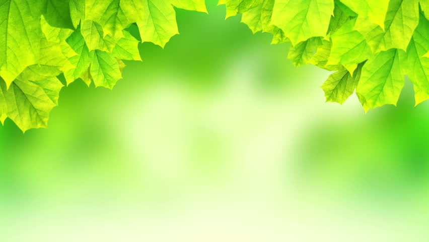 Fresh Green Summer Background Stock Footage Video (100% Royalty-free ...
