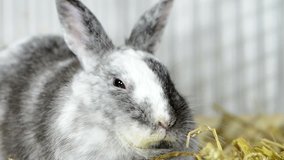 Small grey Rabbit is relaxing in the cage (detailed close-up video)
