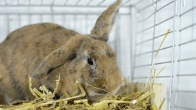 Brown Rabbit is eating fresh stuff (close-up video)