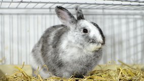 Young gray rabbit in the Cage (close-up video)