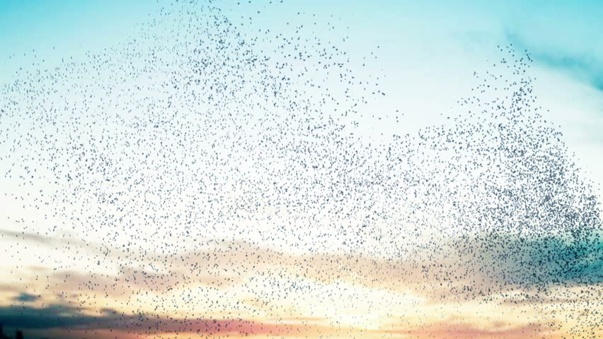 Flock of birds swarming against a sunset sky. Royalty-Free Stock Footage #7008223