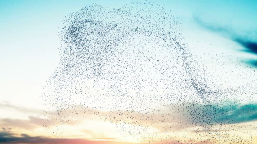 Flock Of Birds Swarming Against Stock Footage Video 100 Royalty Free