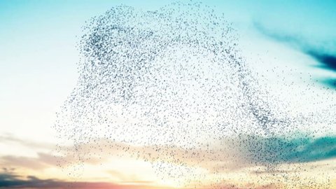 Flock of birds swarming against a sunset sky.