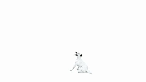 Jack Russell Terrier jumping in front of white background