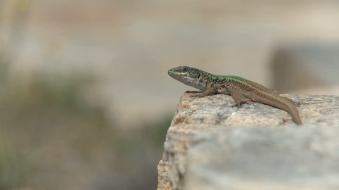 Lizard taking a sun bath on a stone in Naxos, Greece