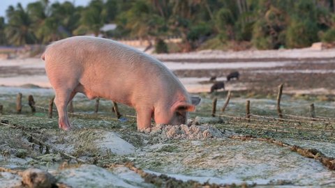 Pig rooting in sand on beach at low tide amongst seaweed farms