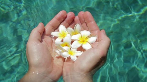 Beautiful human hands carefully holding flowers floating in the pool. Tropical flowers frangipani in the water. The spa pool. Bali. Indonesia. Peace and tranquility