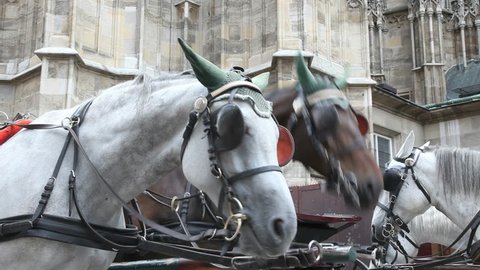 Traditional horses and carriage in Vienna, Austria