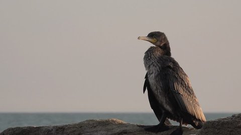 great black cormorant, Genus: Phalacrocorax 