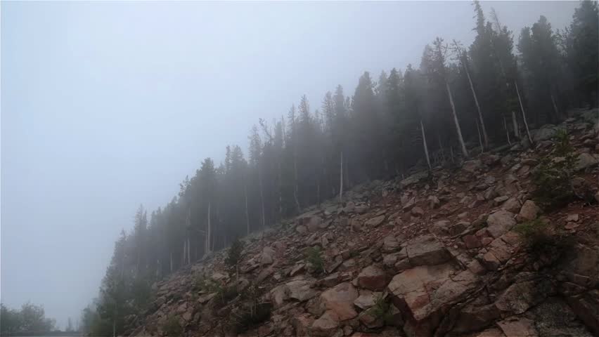Misty, white clouds blow through pine trees in Colorado