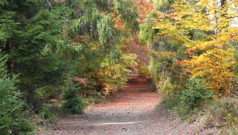Autumn Forest Trail in Beskid Mountains